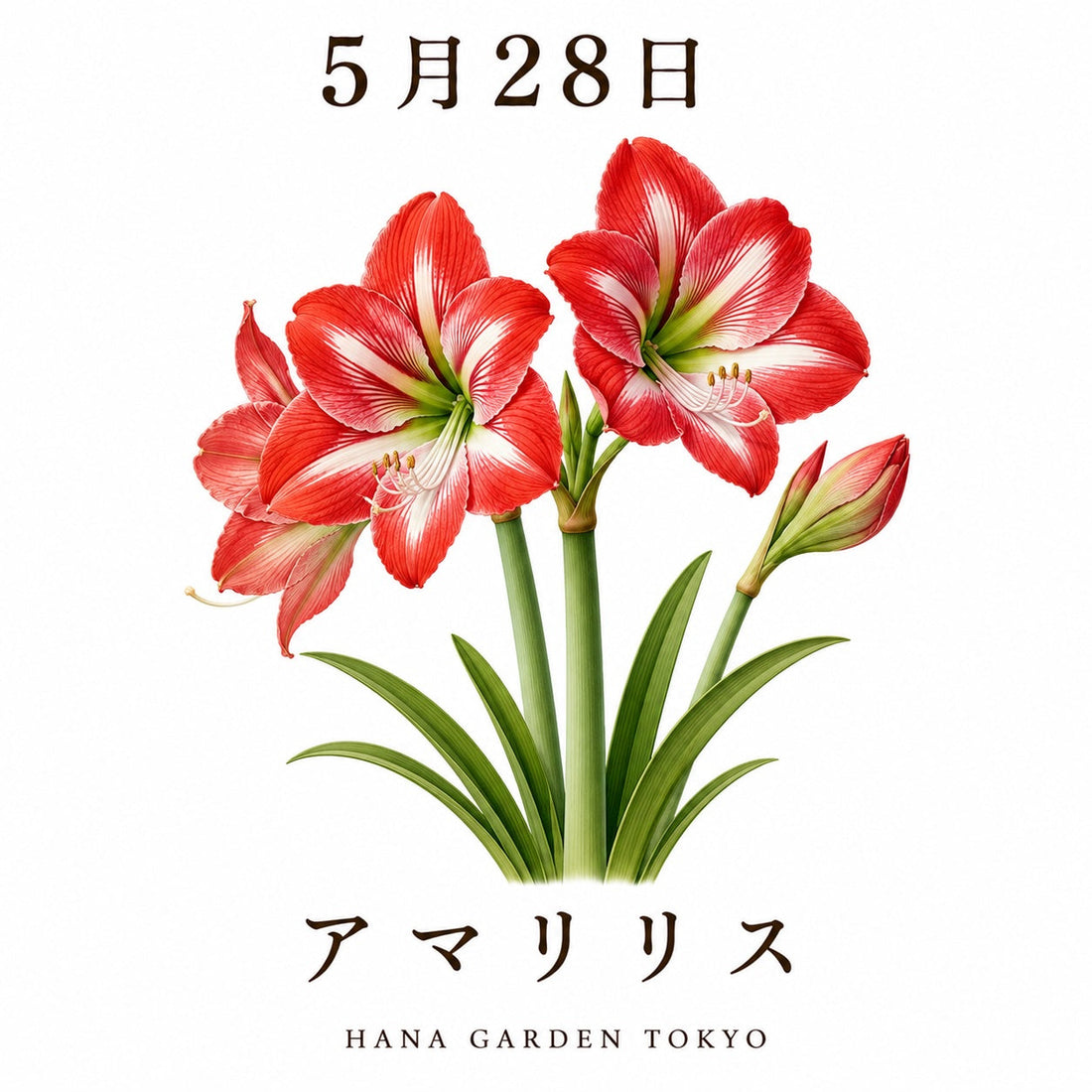 5月28日の誕生花はアマリリス｜華やかに咲き誇る気品ある花