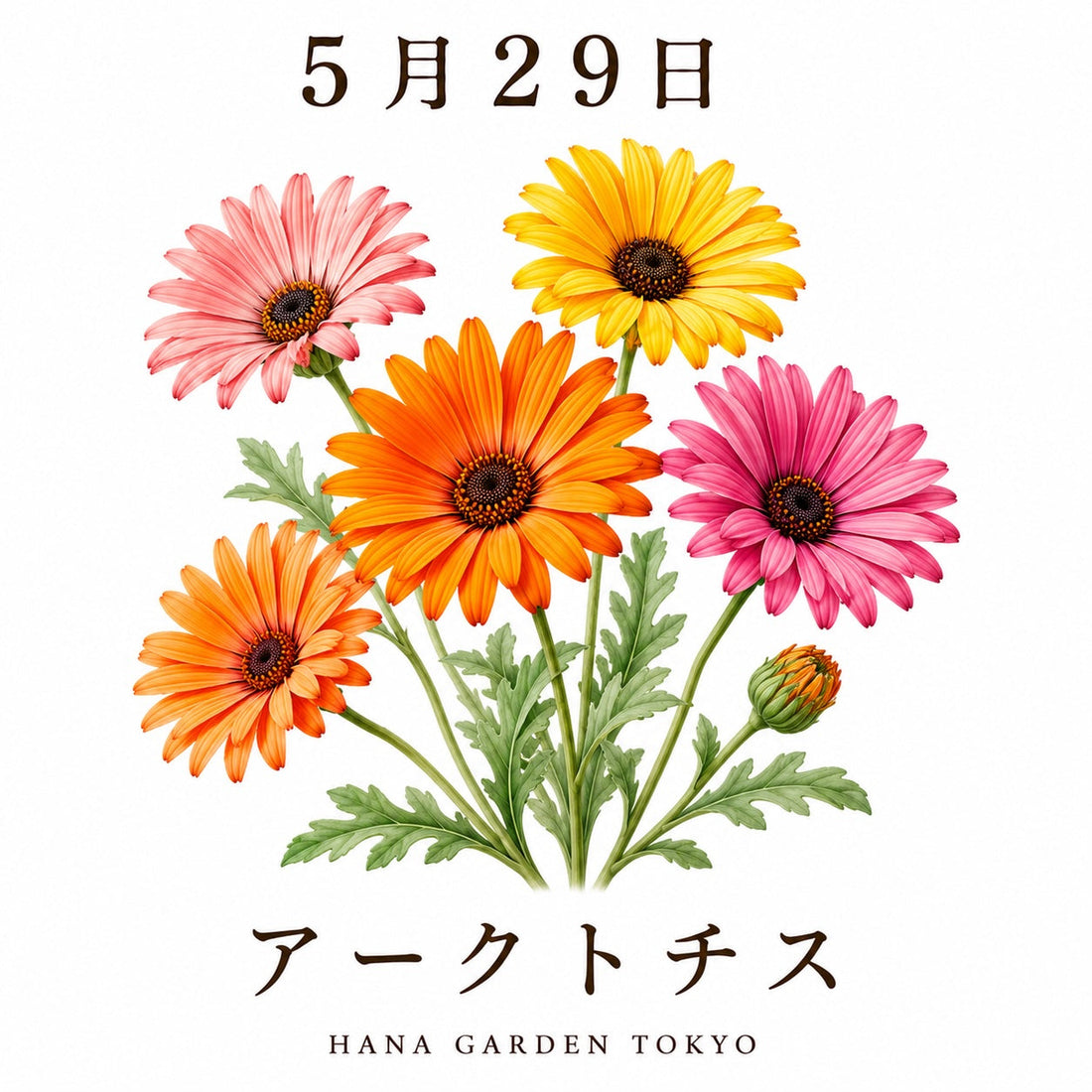 5月29日の誕生花はアークトチス｜太陽のように明るく咲く花