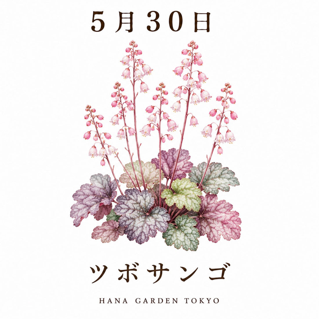 5月30日の誕生花はツボサンゴ｜繊細な花姿が可愛らしい彩りの花