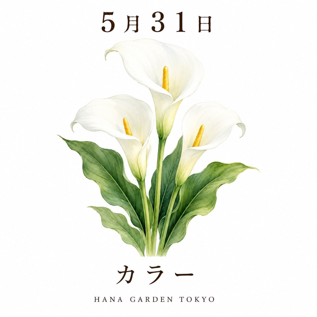 5月31日の誕生花はカラー｜凛とした美しさを持つ上品な花